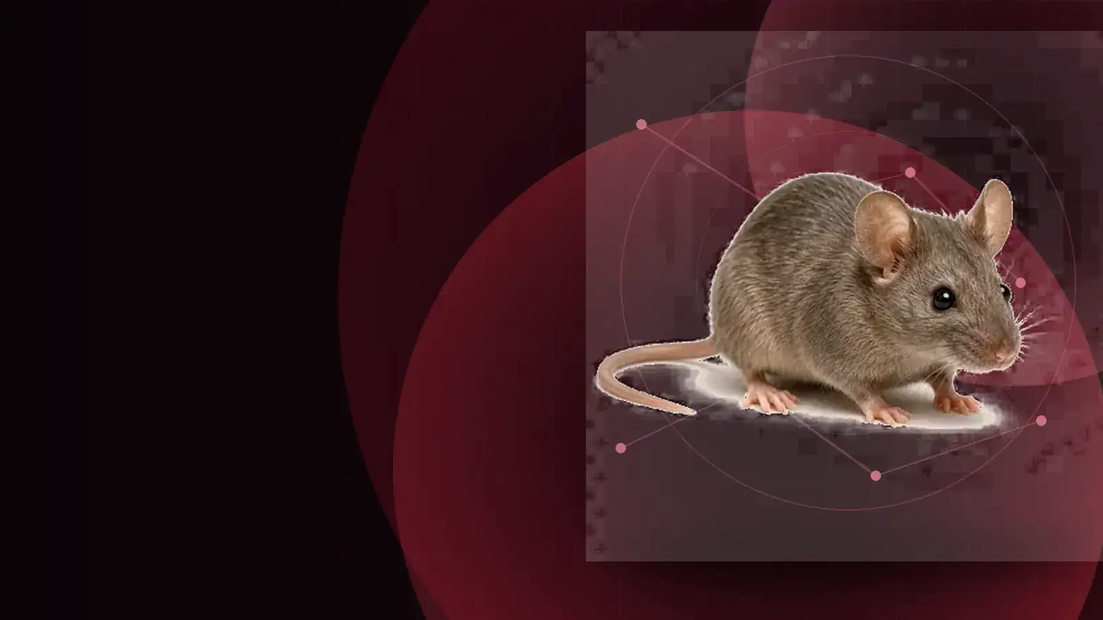 Gıda ve geçiş hattı yakınında görülen fare aktivitesi için yapılan profesyonel değerlendirme